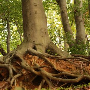 Potent & Situational Roots