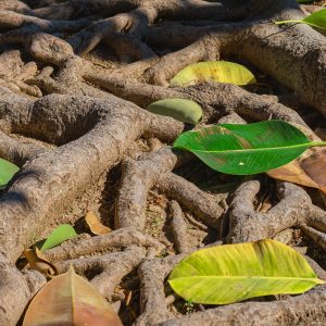 Nourishing & Tonic Roots